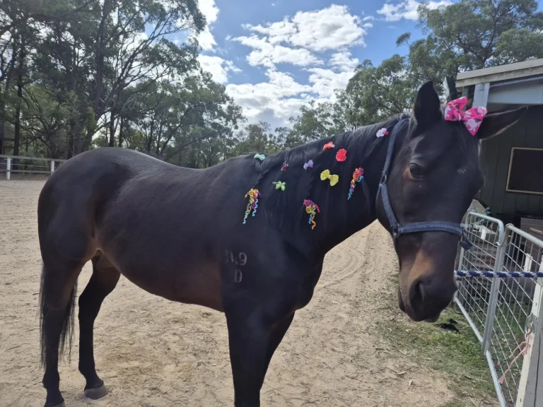 Danny, a dark bay horse with pink ribbons in his mane