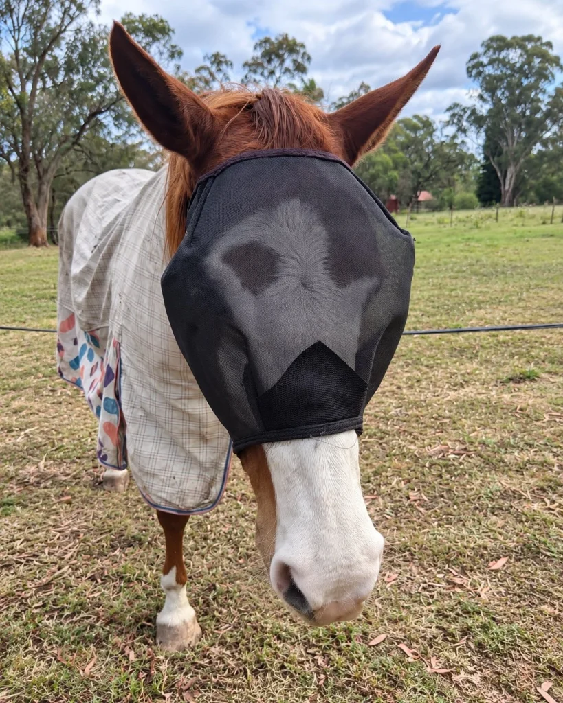 A grey horse wearing a fly mask in the paddock