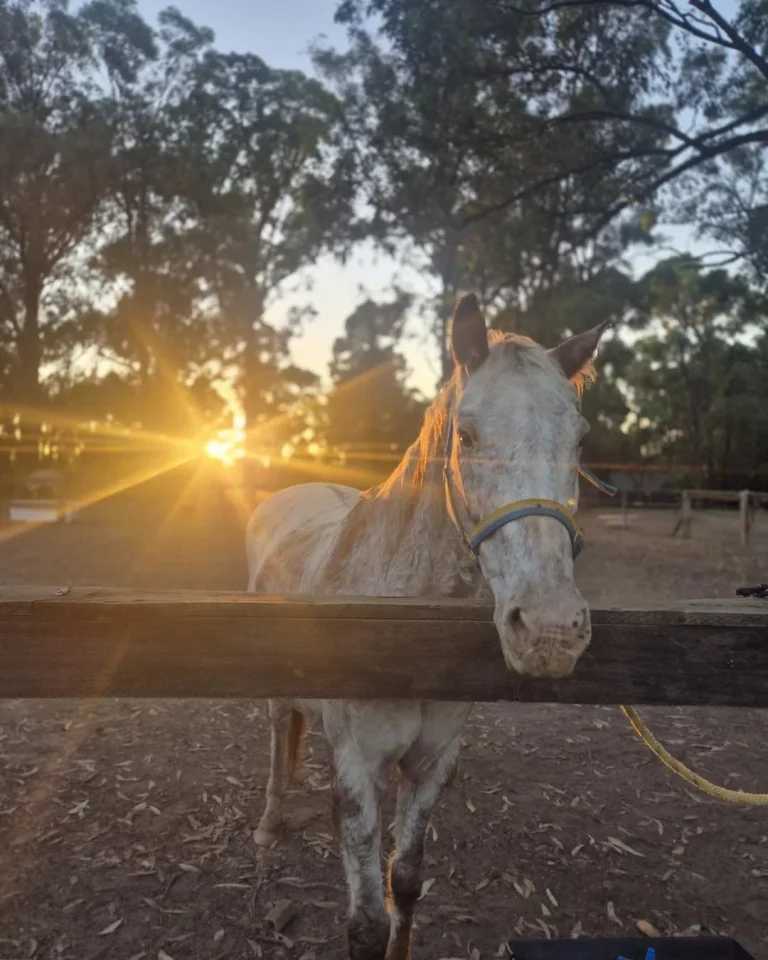 A grey horse watching over the rail at sunrise