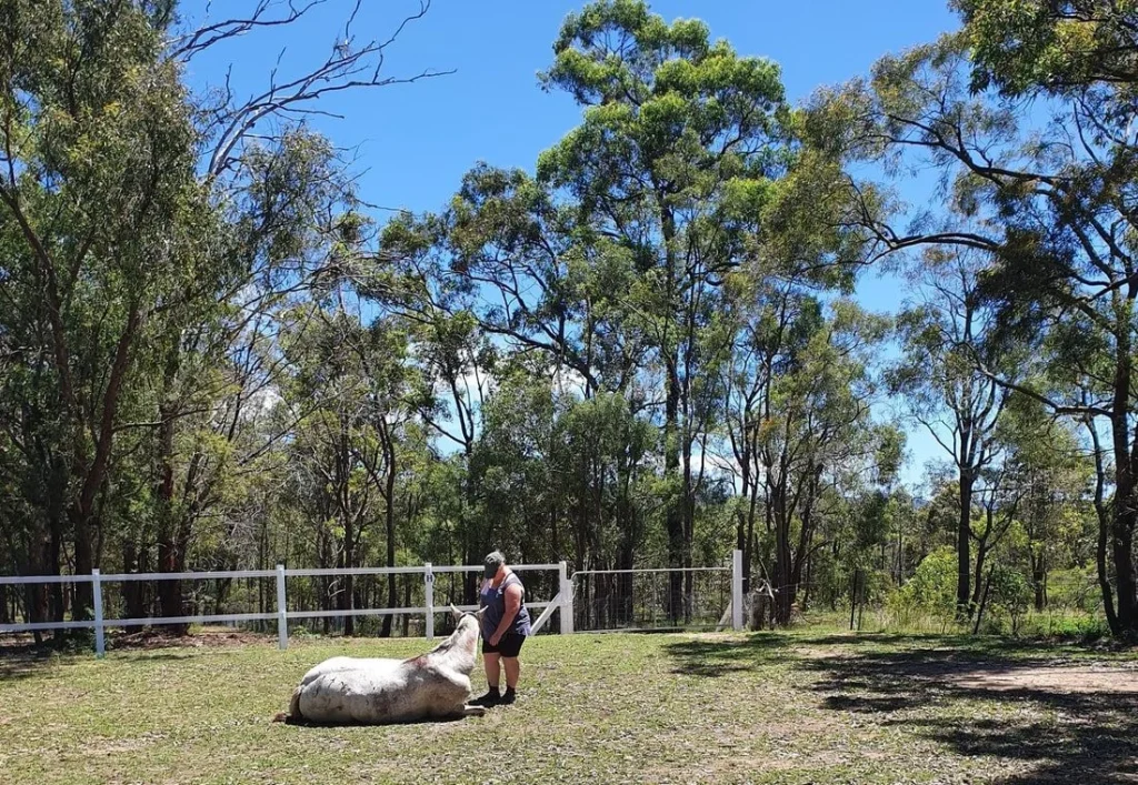 The arena and paddocks under tall gum trees
