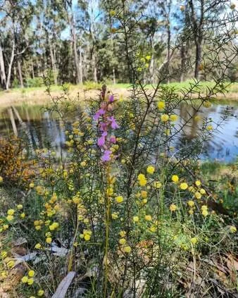Wildflowers blooming beside the dam